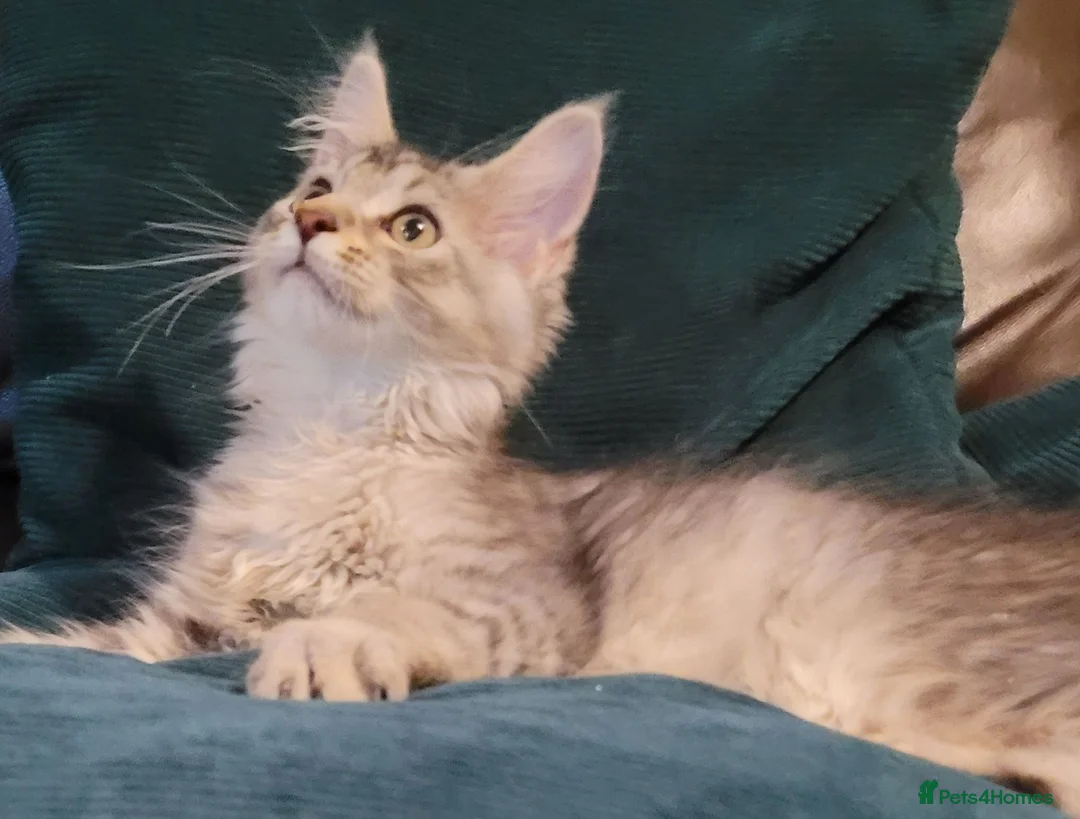 Maine Coon cats for sale: TICA Reg Maine Coon kittens ready now! - Advert 1