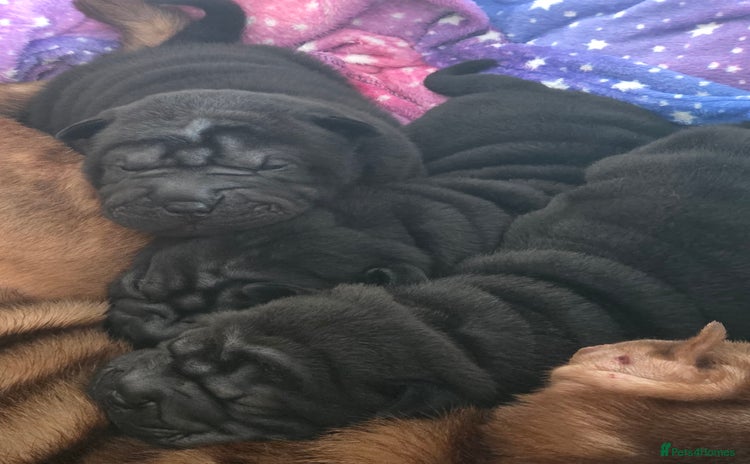 Shar Pei dogs - Advert 1