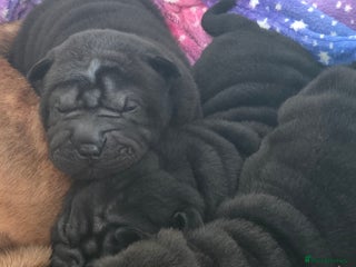 Shar Pei dogs - Advert 1