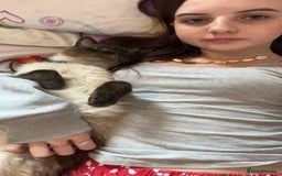 Ragdoll cats for sale: Ragdoll 3 years old Missy female  - Image 8