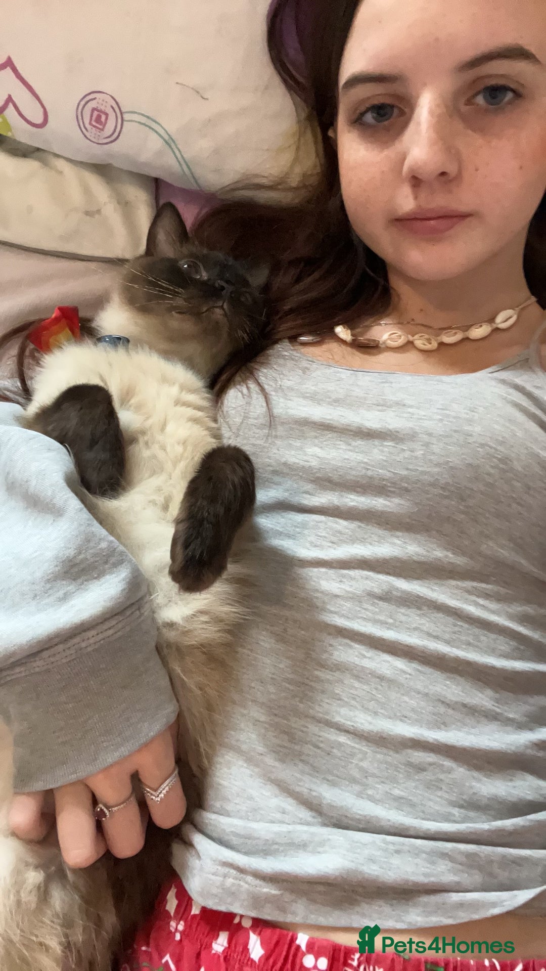 Ragdoll cats for sale: Ragdoll 3 years old Missy female  - Image 8