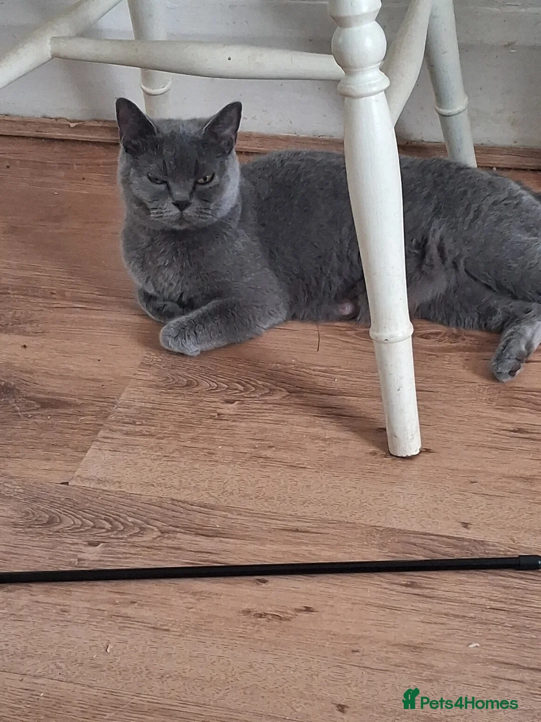 British Shorthair cats for sale: British short hair - Advert 2