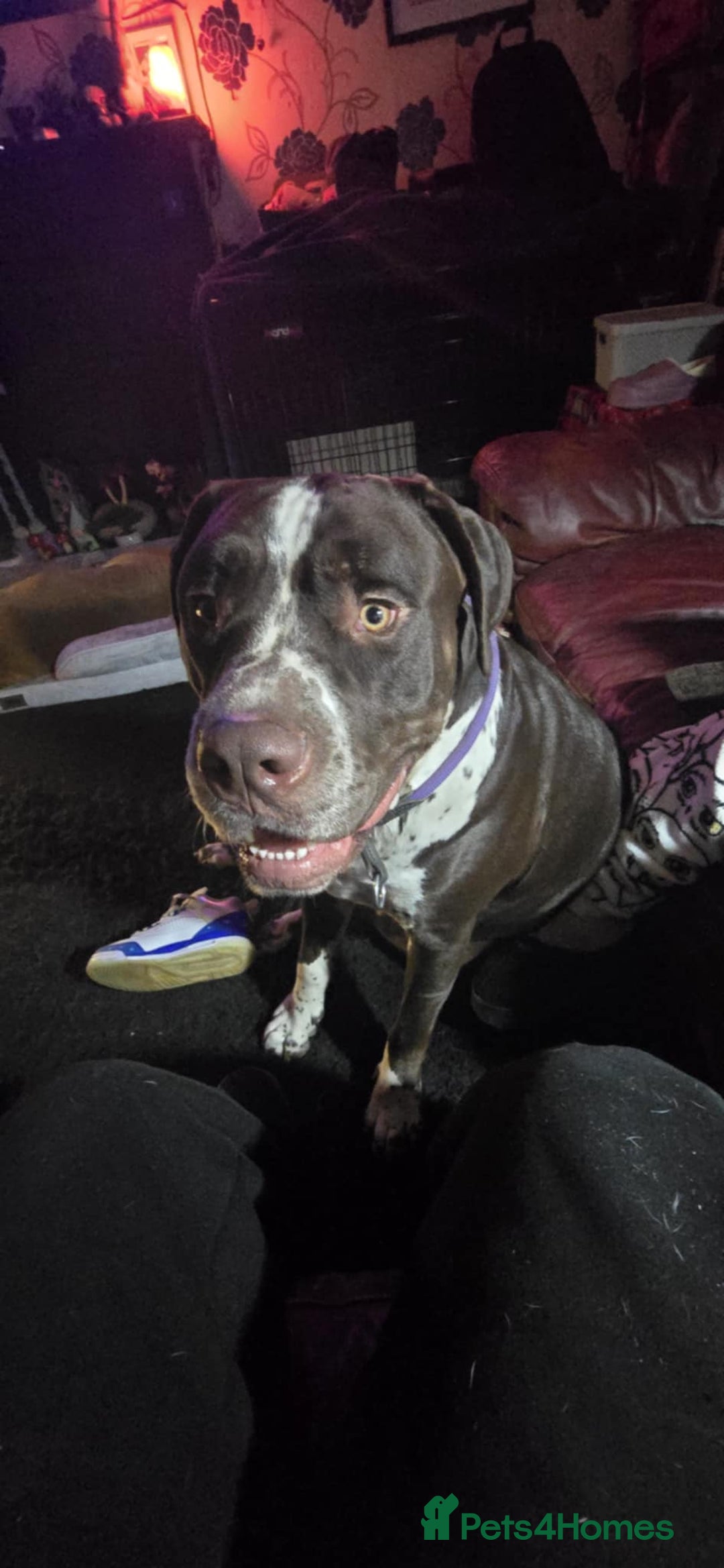 Mixed Breed dogs for sale: Moose and Zero Brothers  - Advert 6