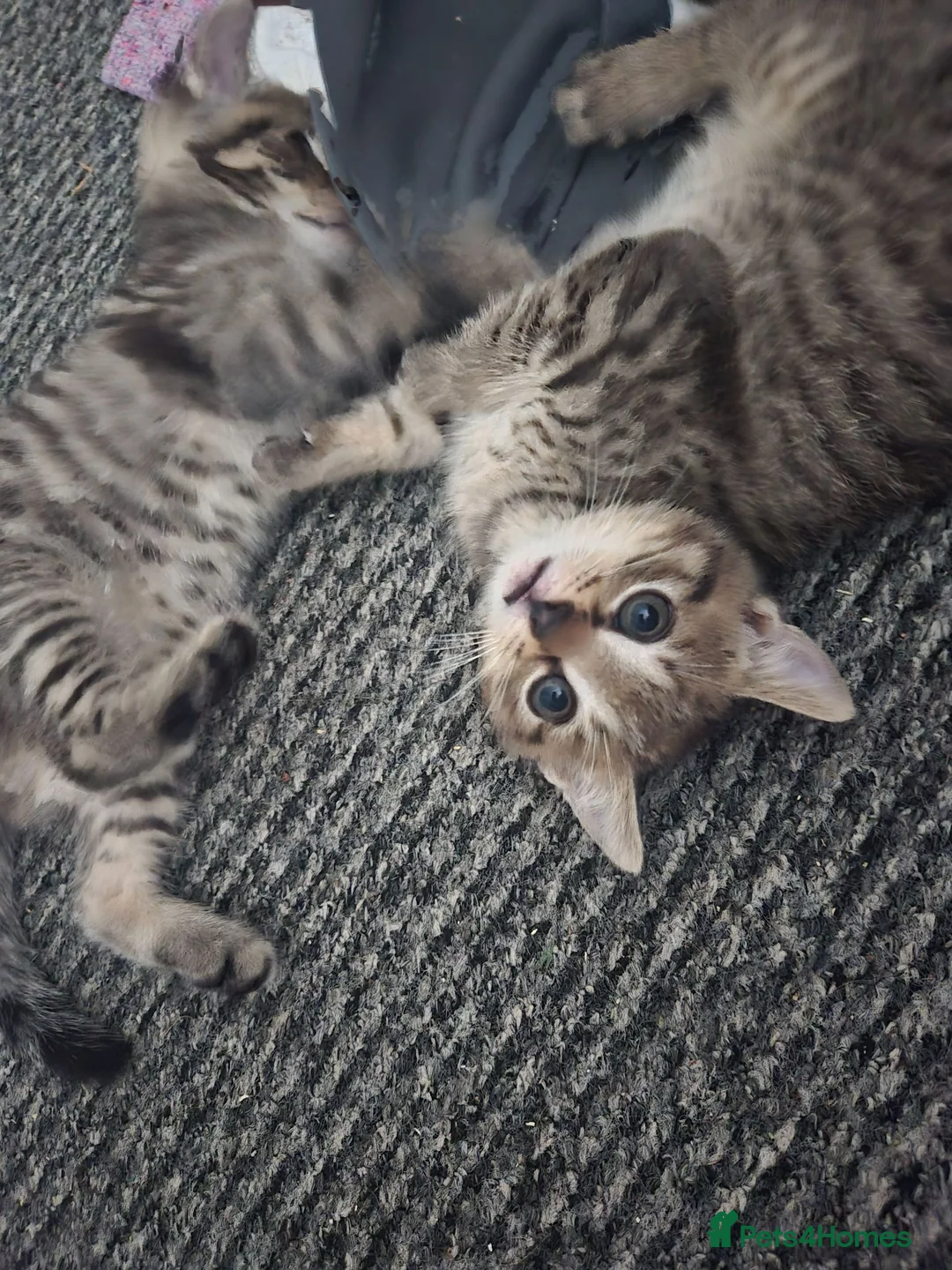 Mixed Breed cats for sale: 2 gorgeous boys - Advert 8