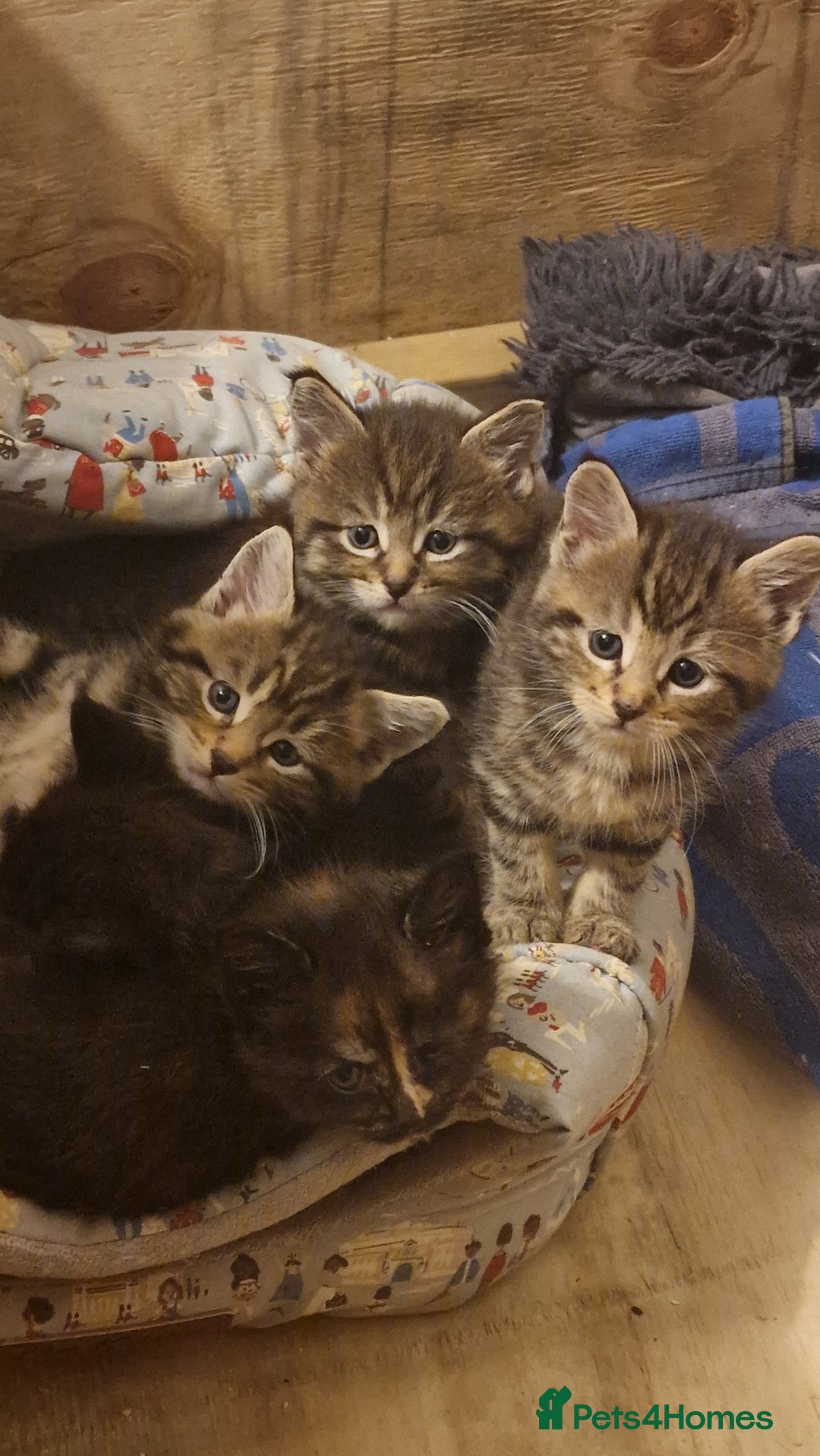 Maine Coon cats for sale: Beautiful Mainecoon X  9 kittens  - Image 1
