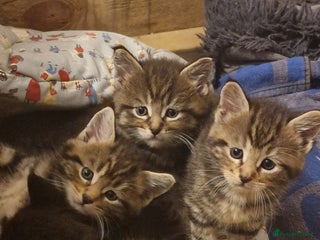 Maine Coon cats - Advert 4