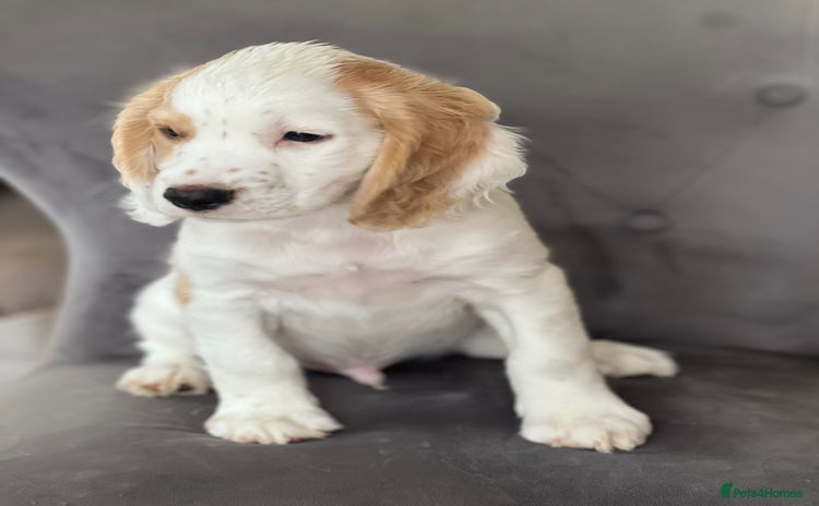 Cocker Spaniel dogs in Peterborough - Advert 5