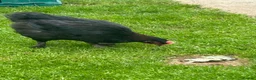 Chickens poultry for sale: French copper black  Marrans - Advert 4
