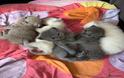 Mixed Breed cats for sale: Beautiful Ragdoll x BSH kittens for sale! - Image 23