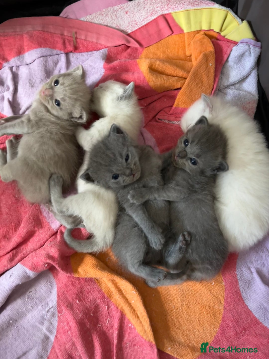 Mixed Breed cats for sale: Beautiful Ragdoll x BSH kittens for sale! - Image 23