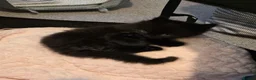 Mixed Breed cats for sale: 10 week old Black fluffy boy - Advert 6