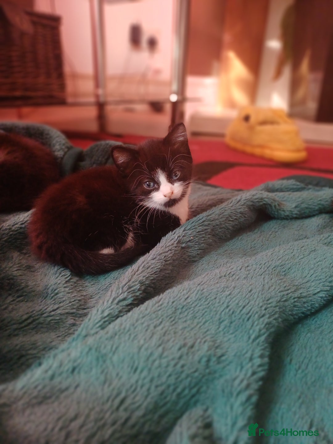 British Shorthair cats for sale: kittens  - Image 2