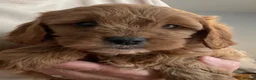 Cavapoo dogs for sale: ADORABLE CAVAPOO PUPPIES  - Advert 3