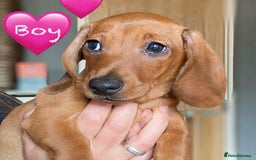 Miniature Dachshund dogs for sale: Miniature Dachshund Puppies - Image 9