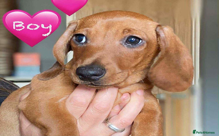Miniature Dachshund dogs - Advert 2