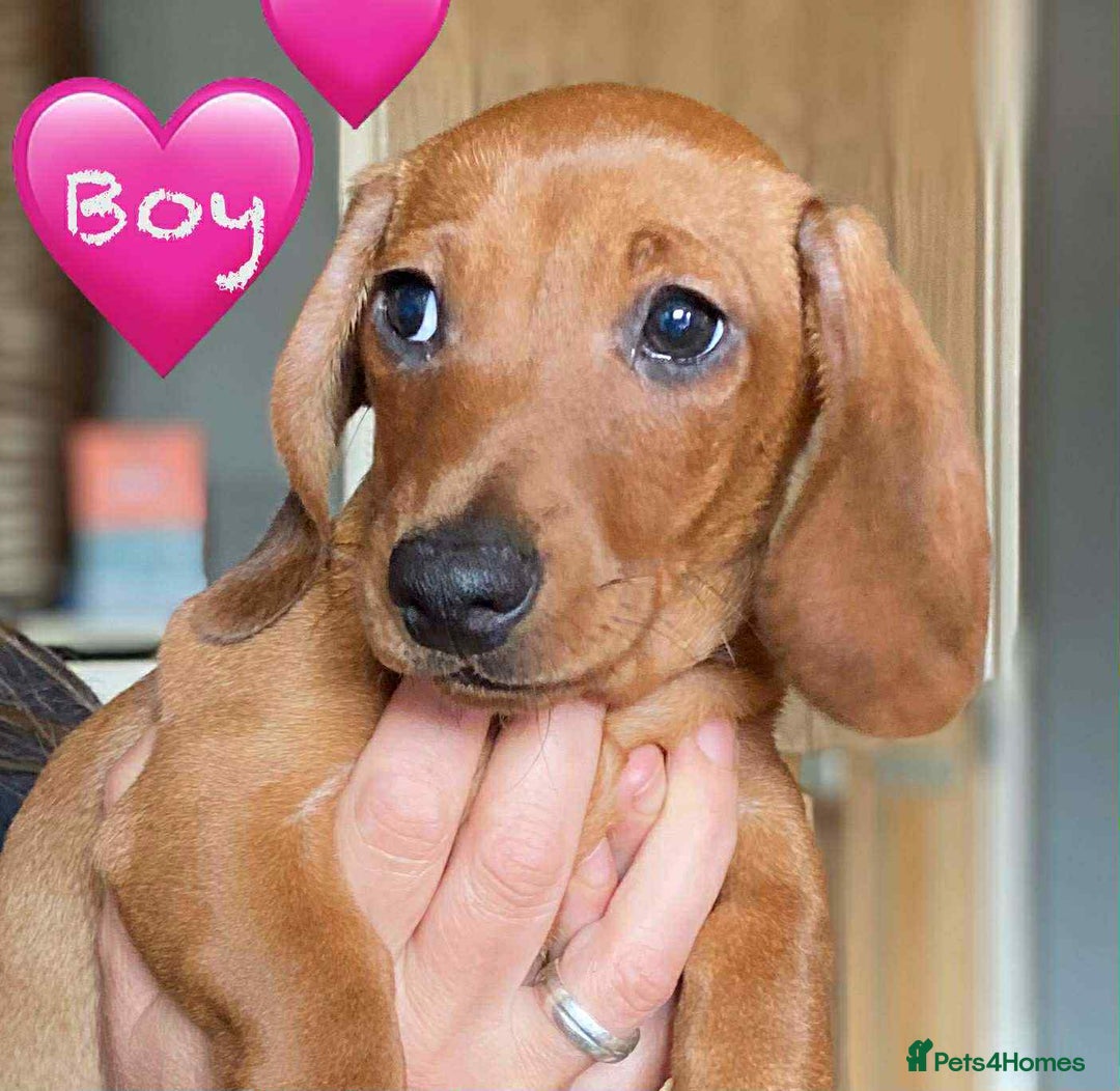 Miniature Dachshund dogs for sale: Miniature Dachshund Puppies - Image 9
