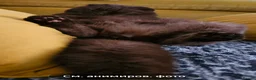 Scottish Fold cats for stud: Chocolate FOLD male for STUD  - Advert 3