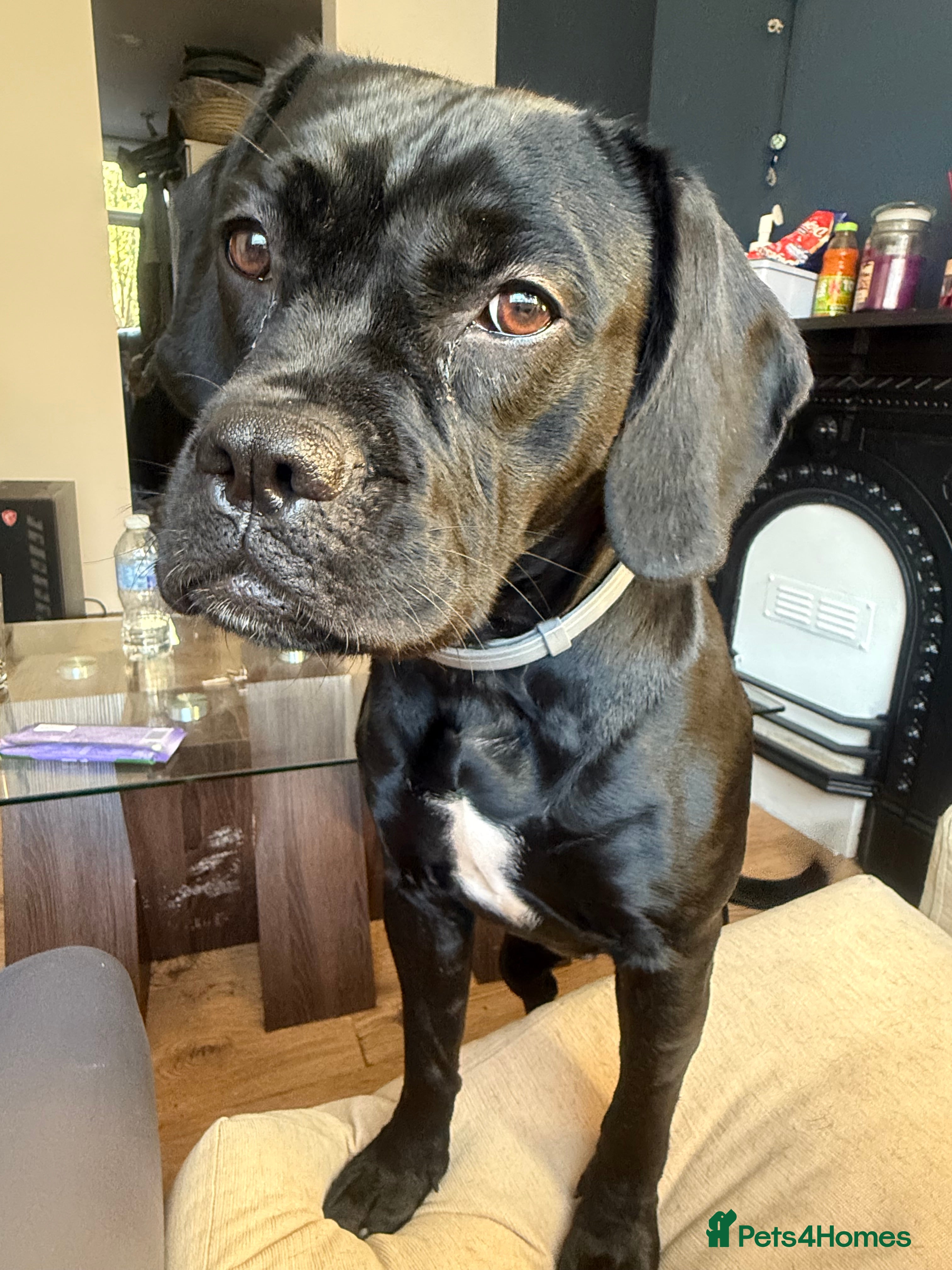 Mixed Breed dogs 🐾 Dog Looking for a New Home 🏡 - Advert 4