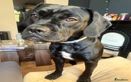 Mixed Breed dogs for sale: 🐾 Dog Looking for a New Home 🏡 - Image 1