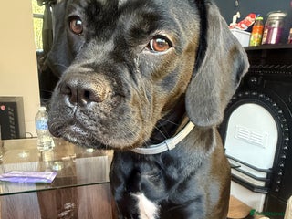 Mixed Breed dogs for sale - Advert 1