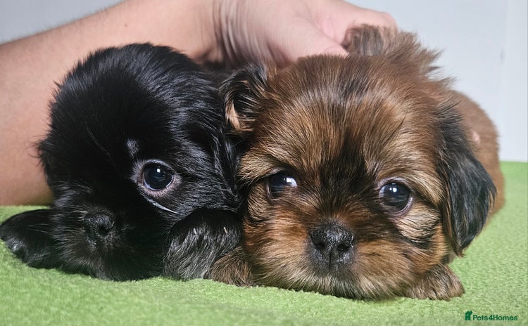 Shih Tzu dogs - Advert 4