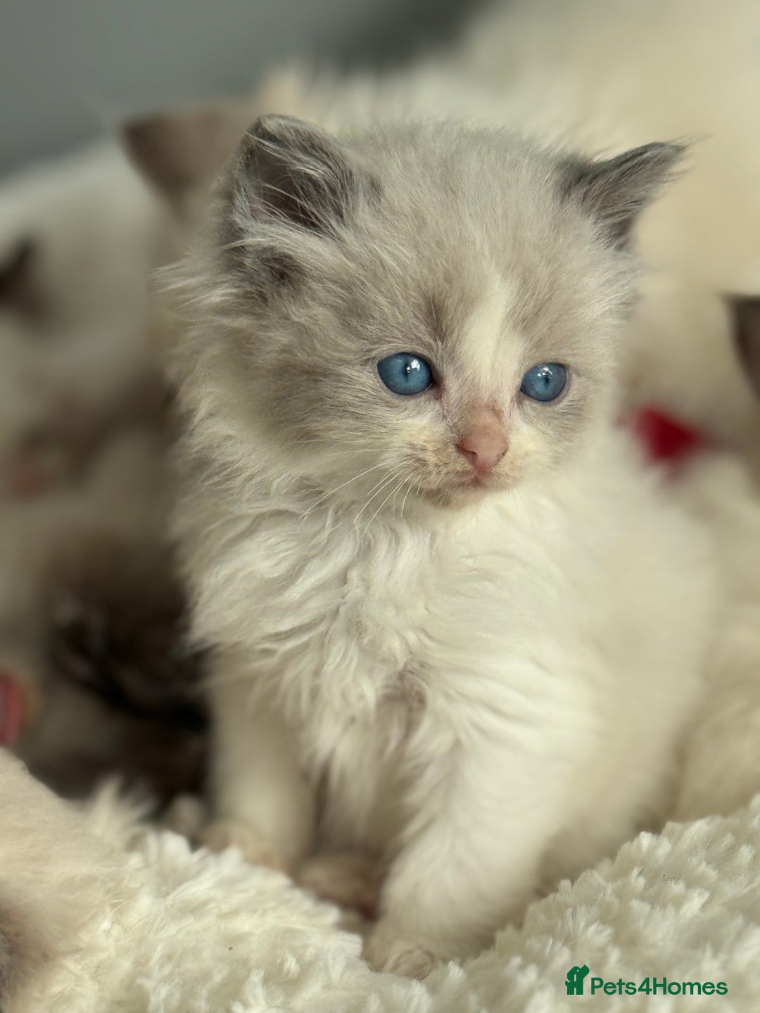 Ragdoll cats for sale: 💙🩷GCCF RAGDOLL KITTENS 3, 5 & 20WKS  AWARD WIN🥇 - Image 35