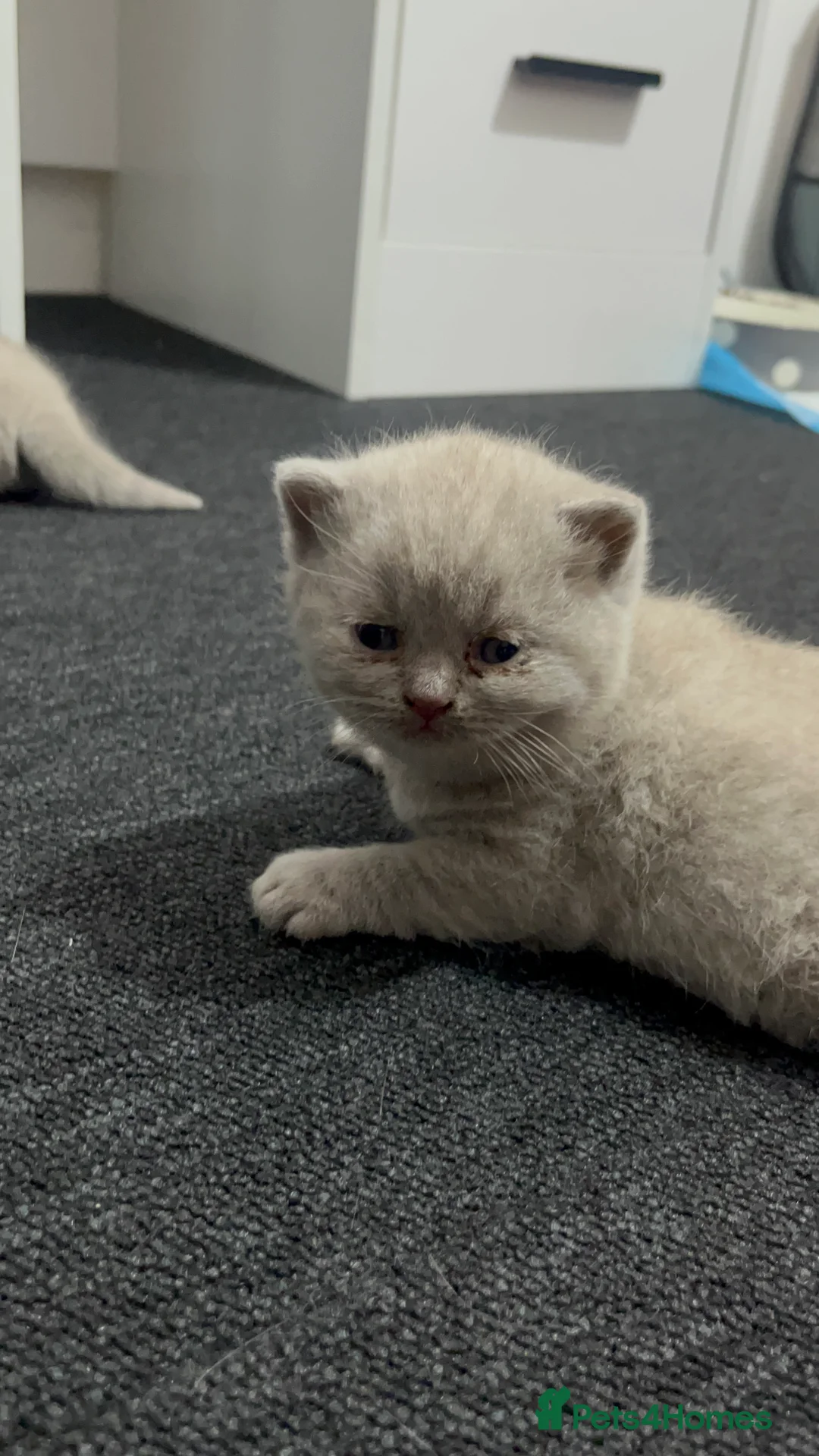 British Shorthair cats for sale: 3 BRITISH SHORTHAIR KITTENS READY TO LEAVE  - Advert 12