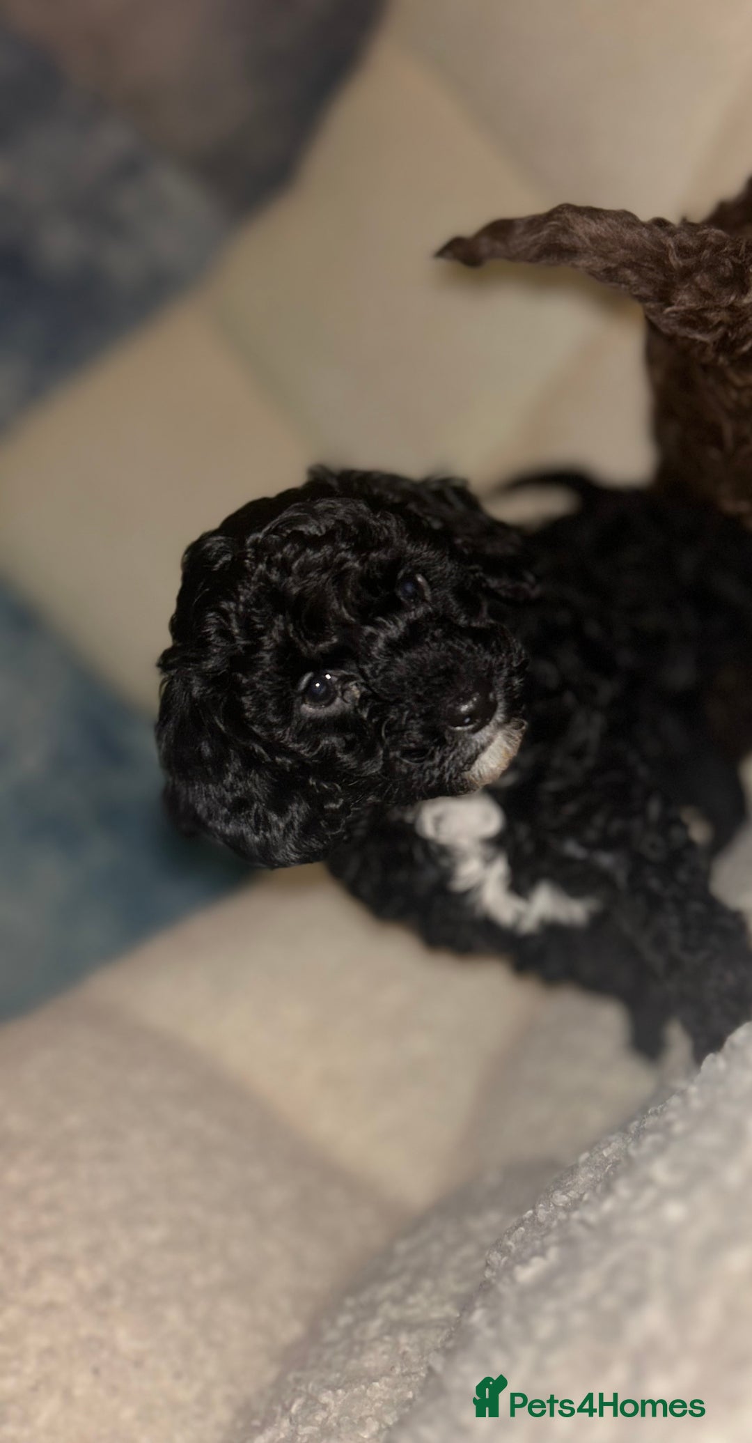 Mixed Breed dogs for sale: Beautiful black and white female poodle - Advert 1