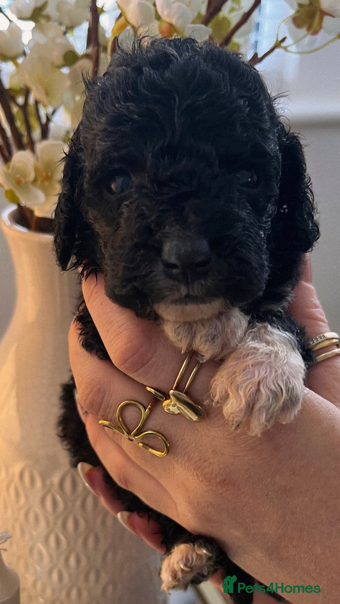 Cockapoo dogs for sale: Cockapoo puppies  - Advert 4