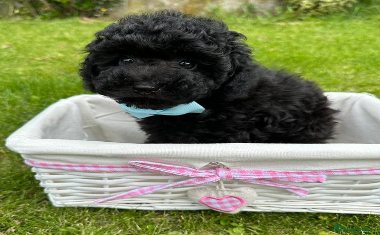 Toy Poodle dogs - Advert 1