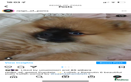Pomeranian dogs for stud: Chocolate Stud Kc Registered ,Embark tested in Runcorn - Image 15