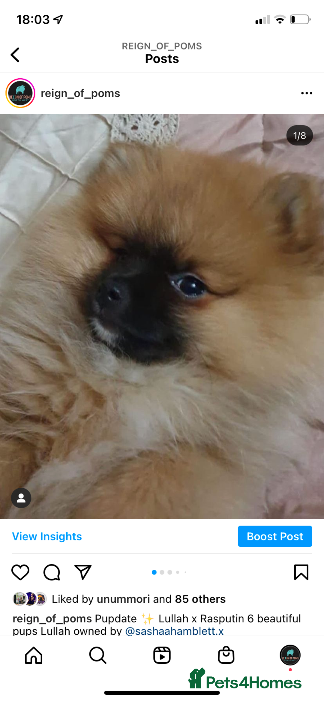 Pomeranian dogs for stud: Chocolate Stud Kc Registered ,Embark tested in Runcorn - Image 15