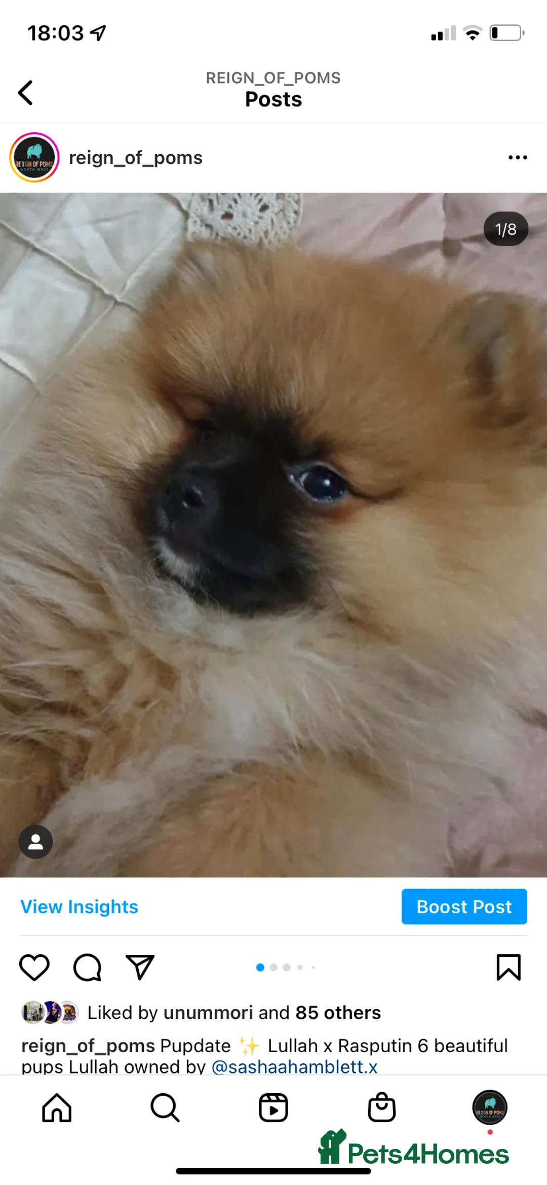 Pomeranian dogs for stud: Chocolate Stud Kc Registered ,Embark tested in Runcorn - Advert 15