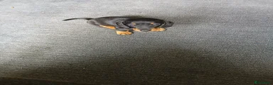 Miniature Dachshund 1
