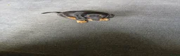 Miniature Dachshund dogs for sale: Miniature dachshund - Advert 3