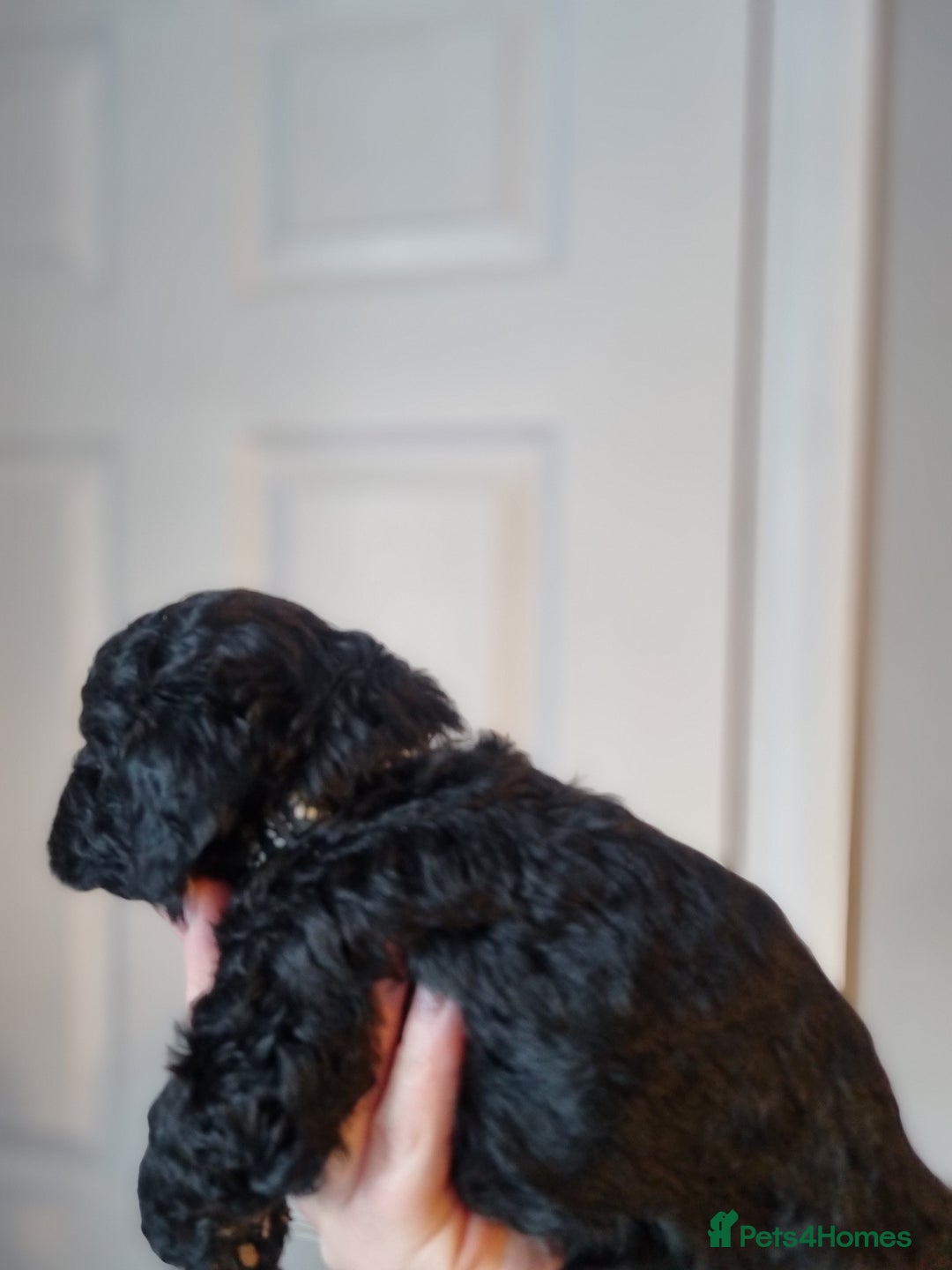 Cockapoo dogs for sale: Toy f1b - Image 6
