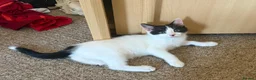 Mixed Breed cats for sale: 5 beautiful kittens ready for new home - Advert 8