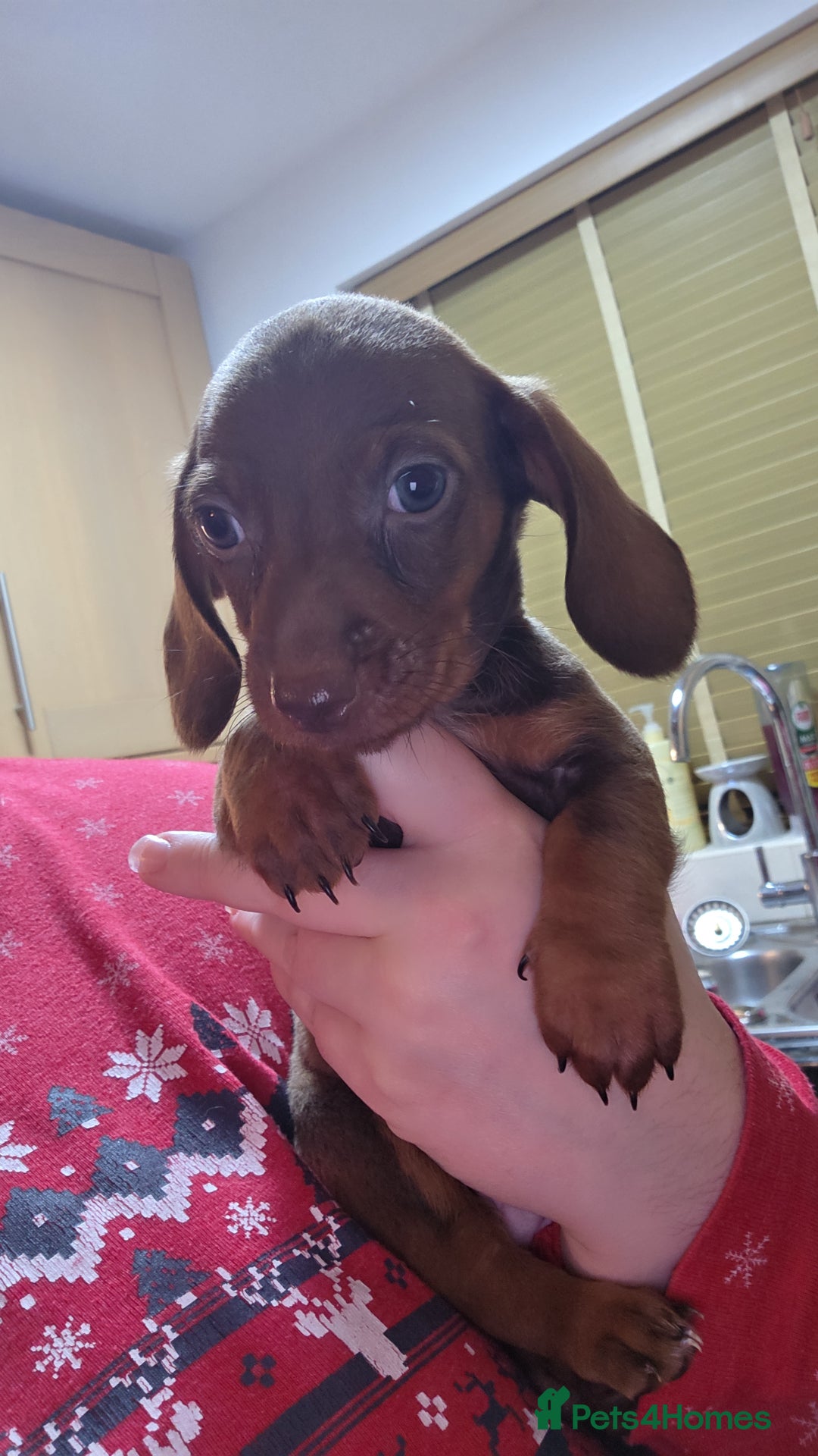 Dachshund dogs for sale: Dachshund  - Advert 7