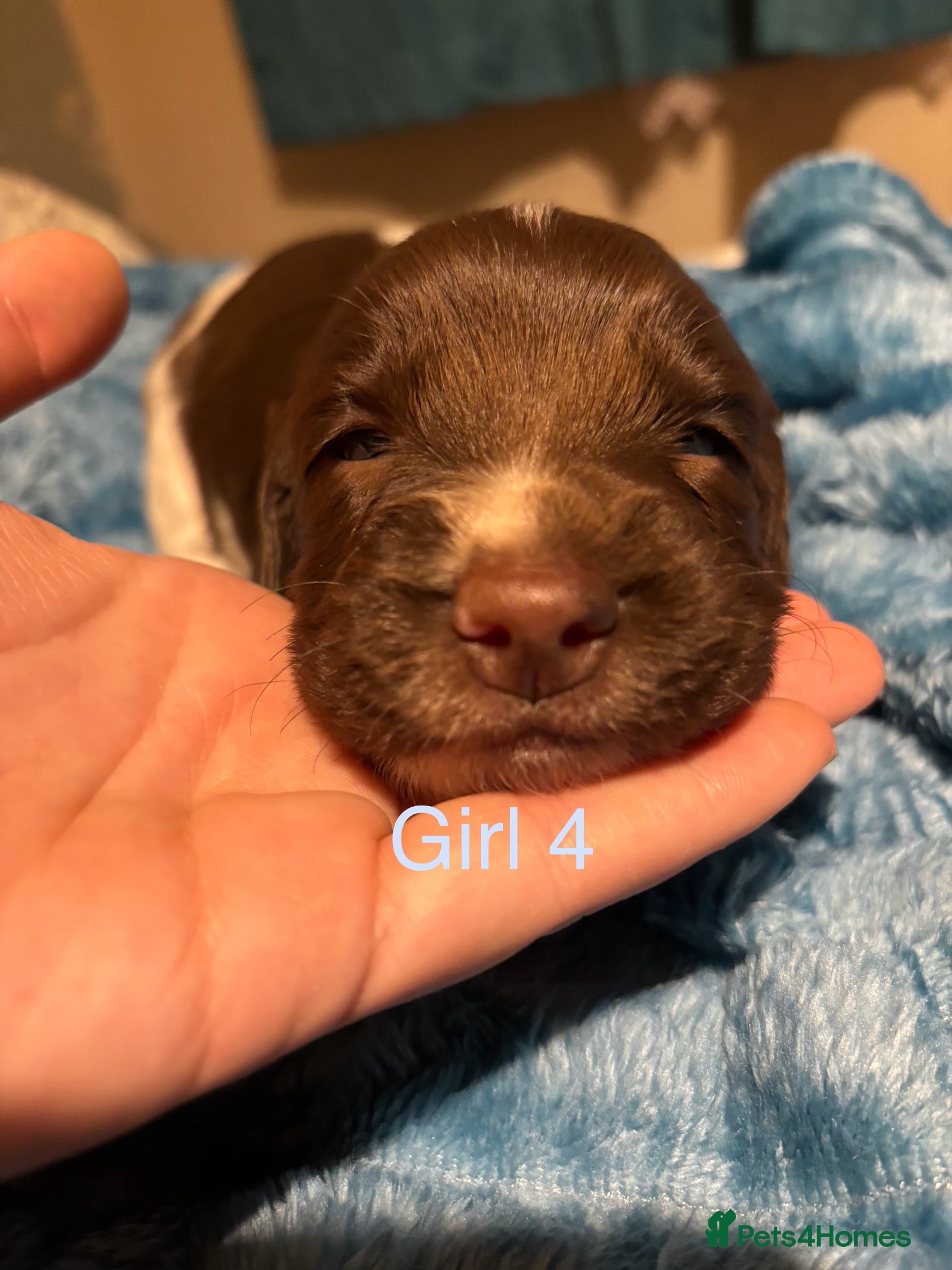 English Springer Spaniel dogs ✨ KC Registered English Springer Spaniel Puppies ✨ - Advert 5