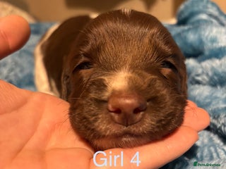 English Springer Spaniel dogs ✨ KC Registered English Springer Spaniel Puppies ✨ - Advert 1