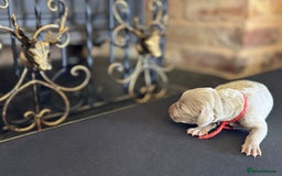Weimaraner dogs for sale: 🐾Adorable KC Registered Weimaraner Puppies🐾 - Image 13