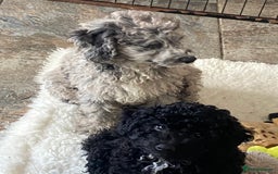 Cockapoo dogs for sale: Gorgeous F2 Cockapoos - Image 3