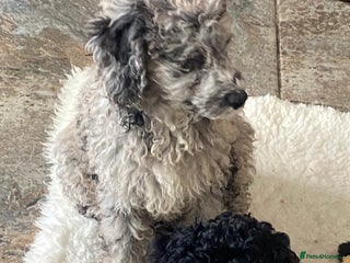 Cockapoo dogs - Advert 9