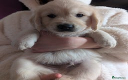 Golden Retriever dogs for sale:  KC Registered Golden Retriever Puppies.  - Image 19