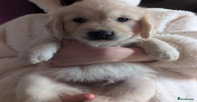 Golden Retriever dogs - Advert 12