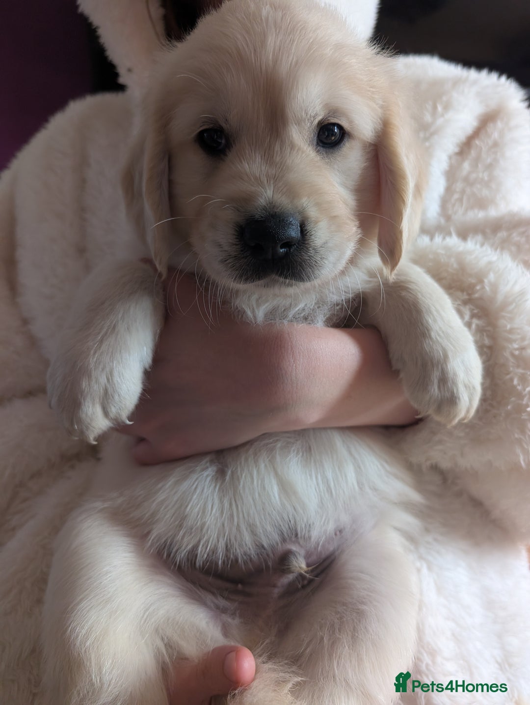 Golden Retriever dogs for sale:  KC Registered Golden Retriever Puppies.  - Image 19