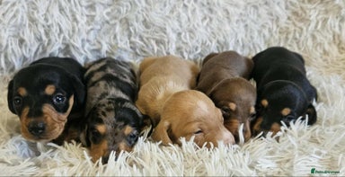 Miniature Dachshund dogs KC smooth Miniature dachshund - Advert 7