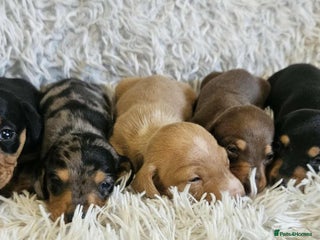 Miniature Dachshund dogs - Advert 30