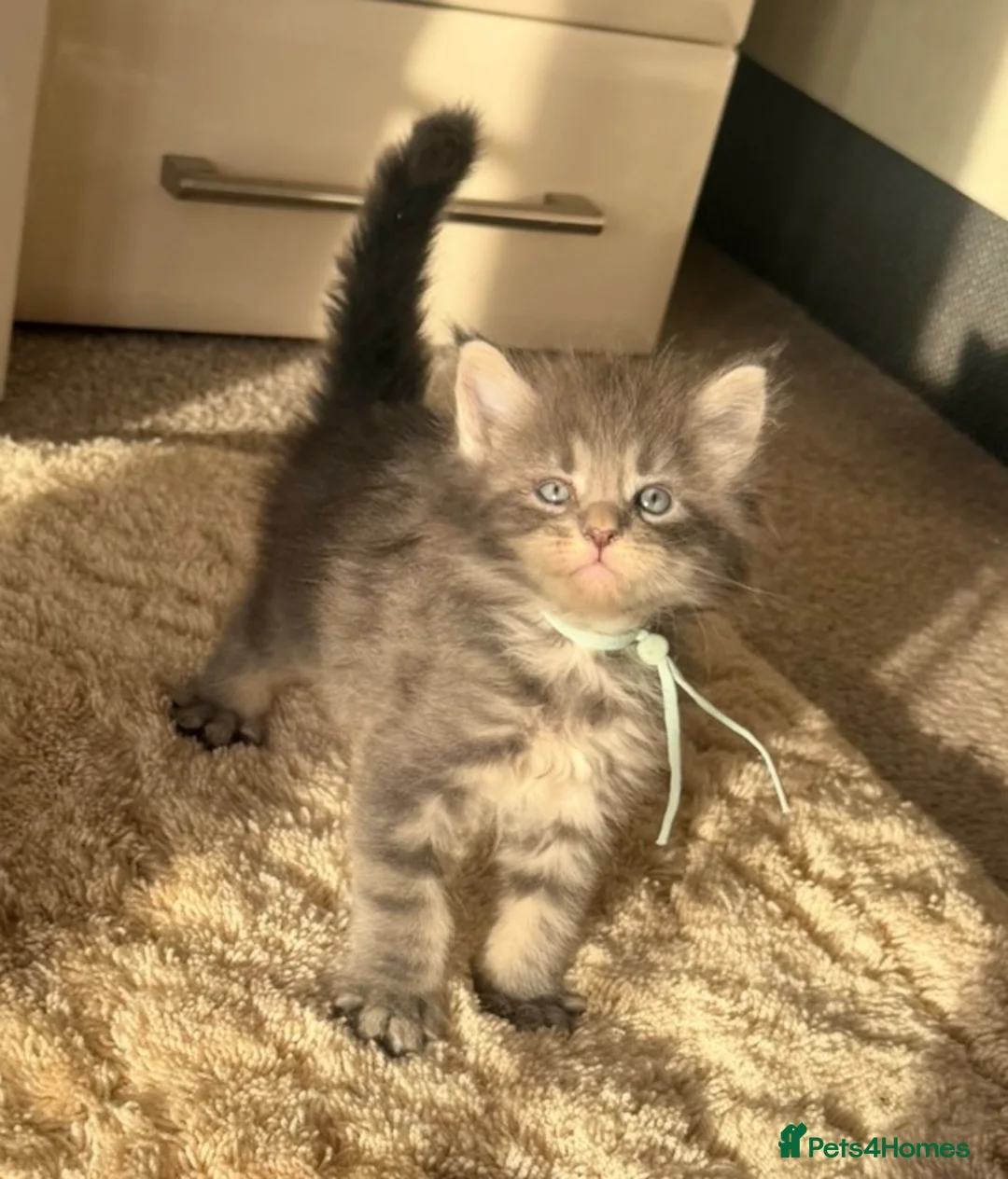 Maine Coon cats for sale: Pedigree maine coon kitten Casanova  - Advert 2