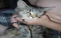 Mixed Breed cats for sale: Female black kittens  - Image 7